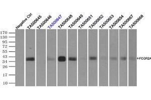 Image no. 10 for anti-Fc gamma RII (CD32) antibody (ABIN1497254) (Fc gamma RII (CD32) antibody)