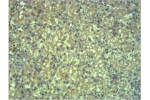 Immunohistochemistry (IHC) analysis of paraffin-embedded Mouse Liver Tissue using EPG5 Polyclonal Antibody.