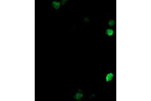 Image no. 4 for anti-COP9 Signalosome Complex Subunit 6 (COPS6) (AA 58-327) antibody (ABIN1491601) (COPS6 antibody  (AA 58-327))