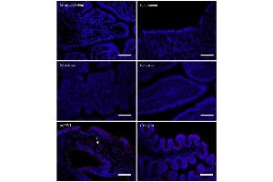 Immunofluorescence (IF) image for anti-CD63 (CD63) (AA 120-175) antibody (ABIN1440014)