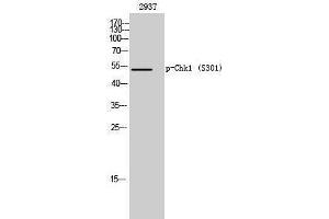 Western Blotting (WB) image for anti-Checkpoint Kinase 1 (CHEK1) (pSer301) antibody (ABIN3179597) (CHEK1 antibody  (pSer301))