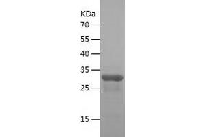 Western Blotting (WB) image for Placenta-Specific 8 (PLAC8) (AA 1-115) protein (His-IF2DI Tag) (ABIN7124462) (PLAC8 Protein (AA 1-115) (His-IF2DI Tag))