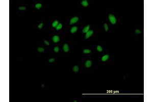 Immunofluorescence of purified MaxPab antibody to MXD3 on HeLa cell. (MXD3 antibody  (AA 1-206))