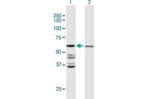 Western Blot analysis of ACOT2 expression in transfected 293T cell line by ACOT2 MaxPab polyclonal antibody.