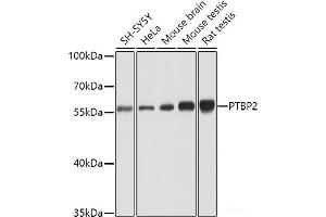 Western blot analysis of extracts of various cell lines using PTBP2 Polyclonal Antibody at dilution of 1:1000. (PTBP2 antibody)
