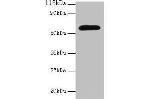 Western blot All lanes: Angpt2 antibody at 2 μg/mL + Mouse lung tissue Secondary Goat polyclonal to rabbit IgG at 1/10000 dilution Predicted band size: 57 kDa Observed band size: 57 kDa (Angiopoietin 2 antibody  (AA 19-483))