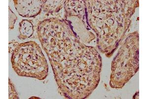IHC image of ABIN7154398 diluted at 1:300 and staining in paraffin-embedded human placenta tissue performed on a Leica BondTM system. (CSF3R antibody  (AA 117-337))