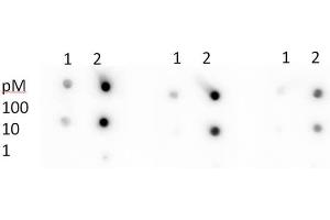 Dot Blot (DB) image for anti-Tumor Protein P53 (TP53) (acLys305) antibody (ABIN5706811)