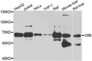 Western blot analysis of extracts of various cell lines, using C8B antibody. (C8B antibody  (AA 55-350))