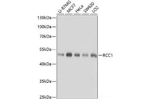 Western blot analysis of extracts of various cell lines using RCC1 Polyclonal Antibody at dilution of 1:1000.