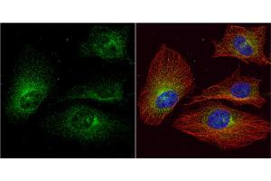 ICC/IF Image ALPPL2 antibody detects ALPPL2 protein at cytoplasm by immunofluorescent analysis. (ALPPL2 antibody  (Center))