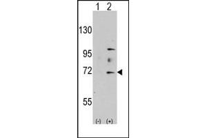 Image no. 1 for anti-MYST Histone Acetyltransferase 2 (MYST2) (N-Term) antibody (ABIN356663) (MYST2 antibody  (N-Term))
