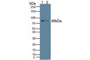 Figure. (PFKP antibody  (AA 247-473))