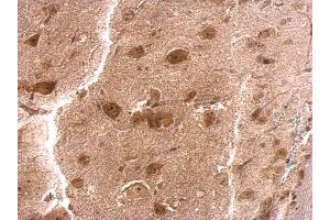 IHC-P Image RPS3A antibody detects RPS3A protein at cytosol on mouse brain stem by immunohistochemical analysis. (RPS3A antibody)