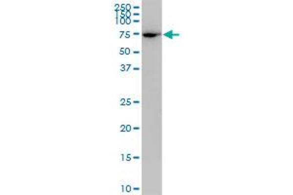 PLS1 antibody  (AA 1-102)