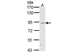 WB Image Sample (30 ug of whole cell lysate) A: H1299 7. (NOD1 antibody  (C-Term))