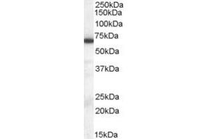 ABIN184790 staining (0. (ELF1 antibody  (C-Term))