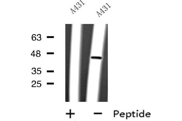 CYLC2 anticorps  (C-Term)