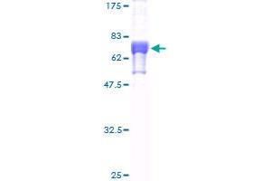 FNTB Protein (AA 1-437) (GST tag)