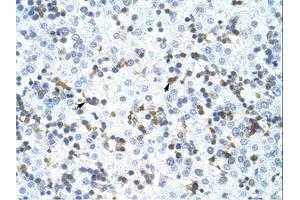Image no. 1 for anti-Cleavage and Polyadenylation Specific Factor 3, 73kDa (CPSF3) (C-Term) antibody (ABIN202869) (CPSF3 antibody  (C-Term))