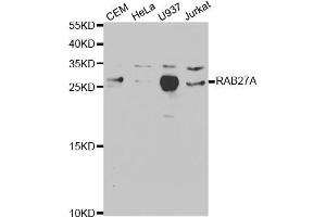 Western blot analysis of extracts of various cell lines, using RAB27A antibody (ABIN5970998) at 1/1000 dilution. (RAB27A antibody)