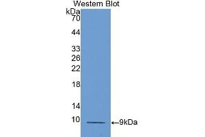 Western Blotting (WB) image for anti-Chemokine (C-C Motif) Ligand 5 (CCL5) (AA 24-91) antibody (ABIN1172337) (CCL5 antibody  (AA 24-91))