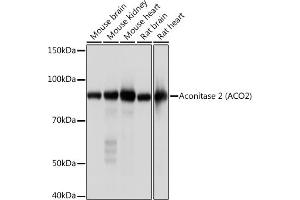 Western blot analysis of extracts of various cell lines, using Aconitase 2   Rabbit mAb (ABIN7265379) at 1:1000 dilution. (ACO2 antibody)