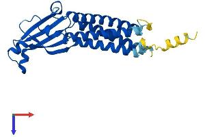 AlphaFold protein structure predicition of Mouse Recombinant Clrn1 Protein, UniprotID Q8K445 (Clarin 1 Protein (CLRN1) (AA 1-232) (His tag))
