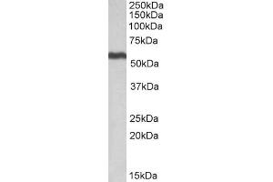 ABIN571252 (0. (ALDH5A1 antibody  (AA 485-496))