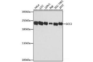 Western blot analysis of extracts of various cell lines using GCC2 Polyclonal Antibody at dilution of 1:3000.