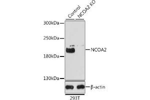 Western blot analysis of extracts from normal (control) and NCO knockout (KO) 293T cells, using NCO antibody (ABIN6129656, ABIN6144413, ABIN6144414 and ABIN7101354) at 1:1000 dilution. (NCOA2 antibody  (AA 550-820))