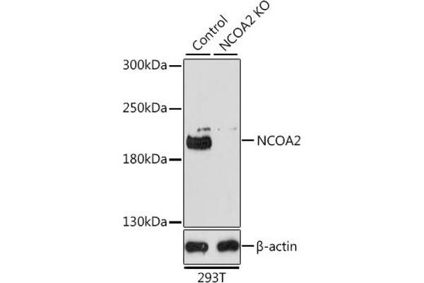 NCOA2 antibody  (AA 550-820)
