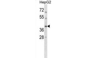 Western Blotting (WB) image for anti-DNA Repair Protein RAD51 Homolog 3 (RAD51C) antibody (ABIN2998381) (RAD51C antibody)