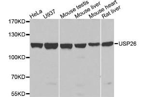 Western blot analysis of extracts of various cells, using USP26 antibody. (USP26 antibody)