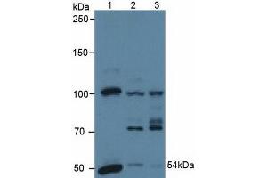 Figure. (PDHX antibody  (AA 220-468))