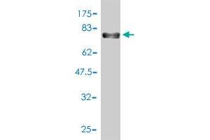 Western Blotting (WB) image for anti-Poliovirus Receptor-Related 2 (Herpesvirus Entry Mediator B) (PVRL2) (AA 1-479) antibody (ABIN562545)