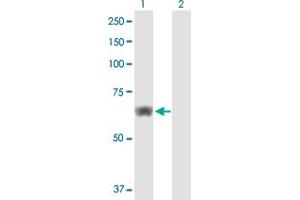 HACL1 antibody  (AA 1-578)