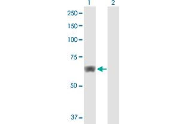 HACL1 antibody  (AA 1-578)