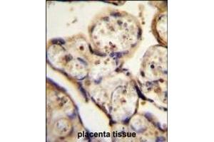 TBB1 Antibody (N-term) (ABIN655726 and ABIN2845173) immunohistochemistry analysis in formalin fixed and paraffin embedded human placenta tissue followed by peroxidase conjugation of the secondary antibody and DAB staining. (TUBB1 antibody  (N-Term))