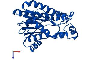 DCXR Protein (AA 1-244) (His tag)