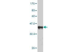 Western Blot detection against Immunogen (36. (ADAM9 antibody  (AA 36-135))