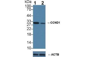 Knockout Varification: Lane 1: Wild-type A549 cell lysate; Lane 2: CCND1 knockout A549 cell lysate; Predicted MW: 33kDa Observed MW: 30kDa Primary Ab: 1µg/ml Rabbit Anti-Human CCND1 Antibody Second Ab: 0.