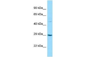 Western Blotting (WB) image for anti-Transforming Growth Factor beta Regulator 1 (TBRG1) (C-Term) antibody (ABIN2788524) (TBRG1 antibody  (C-Term))