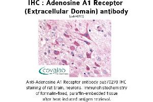 Image no. 1 for anti-Adenosine A1 Receptor (ADORA1) (2nd Extracellular Domain) antibody (ABIN1731548) (ADORA1 antibody  (2nd Extracellular Domain))