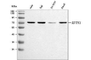 Western blot analysis of RFTN1 using anti-RFTN1 antibody (ABIN7600344).