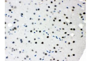 Anti- SNRPN Picoband antibody, IHC(P) IHC(P): Mouse Brain Tissue (SNRPN antibody  (N-Term))