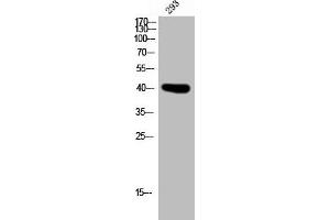 Western Blot analysis of 293 cells using PD2R Polyclonal Antibody (PTGDR antibody  (C-Term))