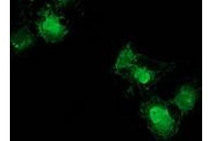 Immunofluorescence (IF) image for anti-Nudix (Nucleoside Diphosphate Linked Moiety X)-Type Motif 6 (NUDT6) antibody (ABIN1499865) (NUDT6 antibody)