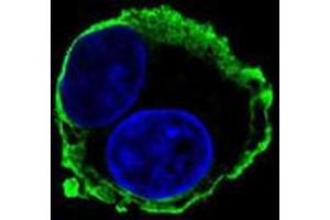 Immunofluorescent staining of HepG2 cell with MMP14 monoclonal antibody, clone 133CT15. (MMP14 antibody  (AA 470-499))