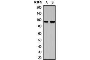 Western blot analysis of G15 expression in RT4 (A), NIH3T3 (B) whole cell lysates.